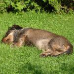 Darlo schlaeft auf der Wiese